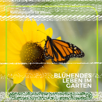 Gründüngung Bienenweide 1 kg