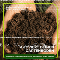 Gründüngung Bienenweide 1 kg