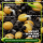 Gründüngung Bienenweide 1 kg