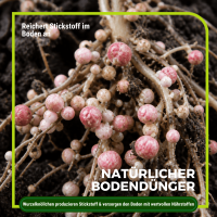 Lupine Gründünger