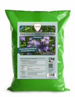 Phacelia Gründünger