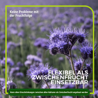 Phacelia Gründünger