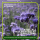 Phacelia Gründünger