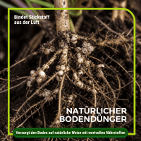 Gründüngung Sommeraussaat 1 kg