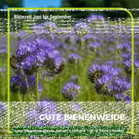 Gründüngung Sommeraussaat 1 kg