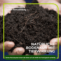 Phacelia Gründünger 1 kg