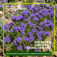 Phacelia Gründünger 1 kg