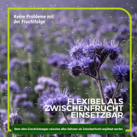 Phacelia Gründünger 1 kg