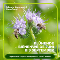 Phacelia Gründünger 1 kg