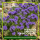 Phacelia Gründünger 1 kg