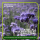 Phacelia Gründünger 1 kg