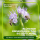 Phacelia Gründünger 1 kg