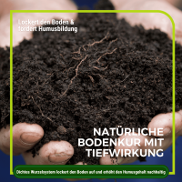 Phacelia Gründünger 2 kg