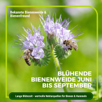 Phacelia Gründünger 2 kg