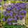 Phacelia Gründünger 2 kg