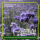 Phacelia Gründünger 2 kg