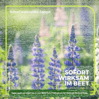 Lupine Gründünger 1 kg