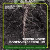 Lupine Gründünger 2 kg