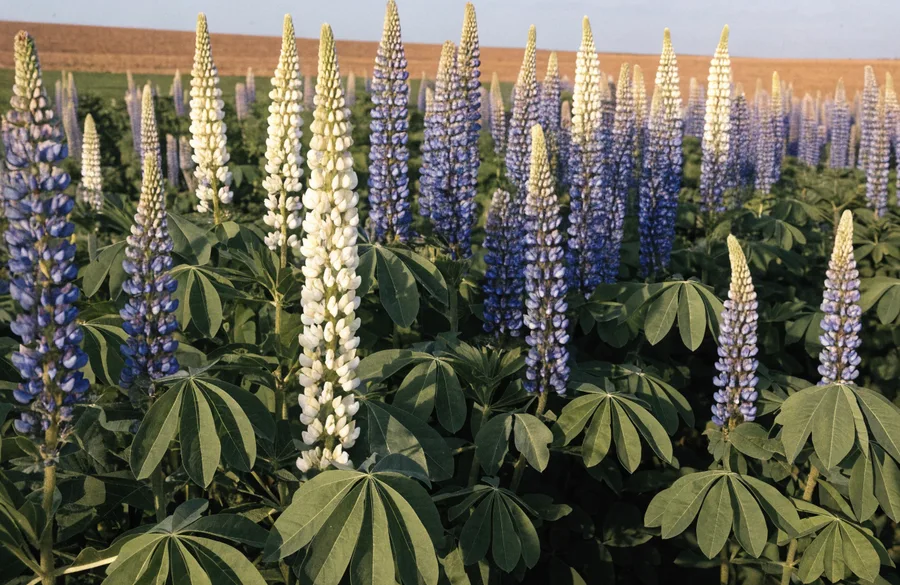 Lupinenbestand mit blauen und weißen Blütenkerzen